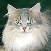 Sibirische Katze Alexa von der Gronau